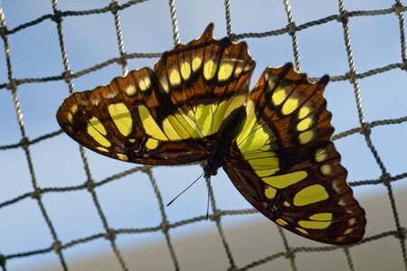 Swallowtail butterflies web freedom