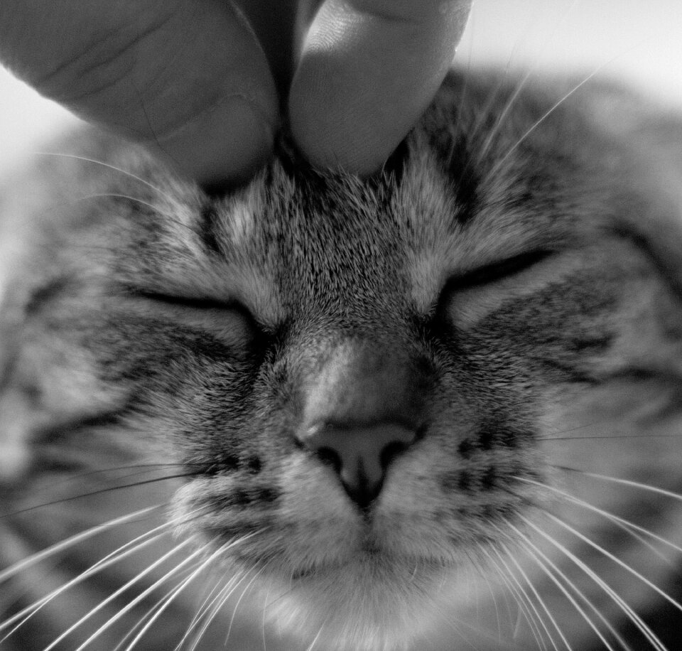 Portrait cute kitten