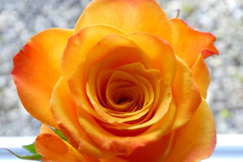 Bloom close up yellow