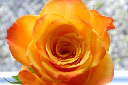Bloom close up yellow