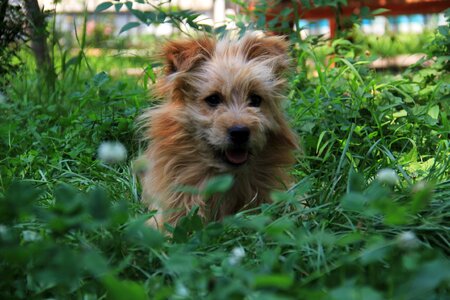 Dog lawn cute photo