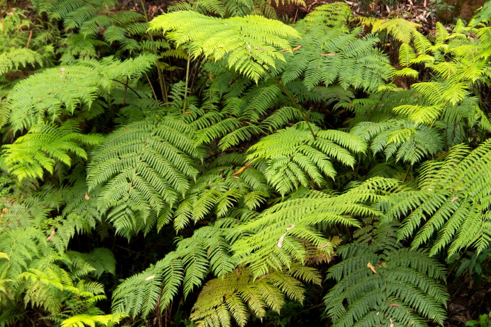 Foliage rainforest lush