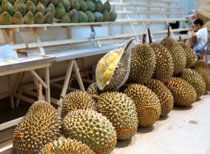 Piercing tropical durian photo