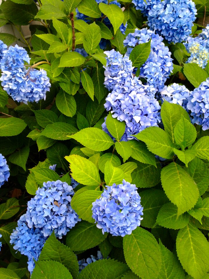 Garden leaf hydrangea