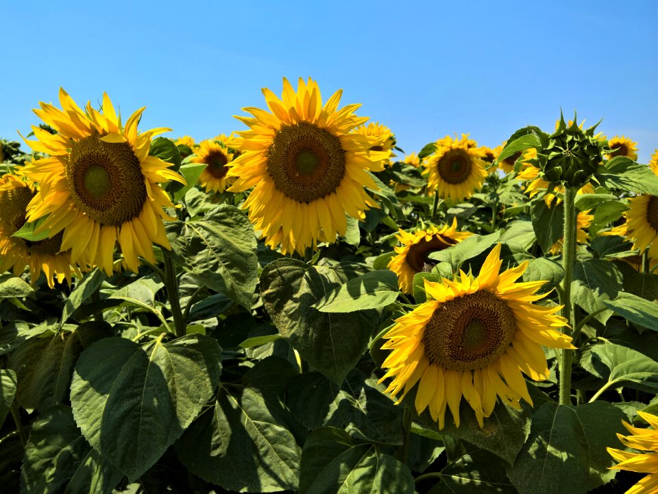 Flower summer