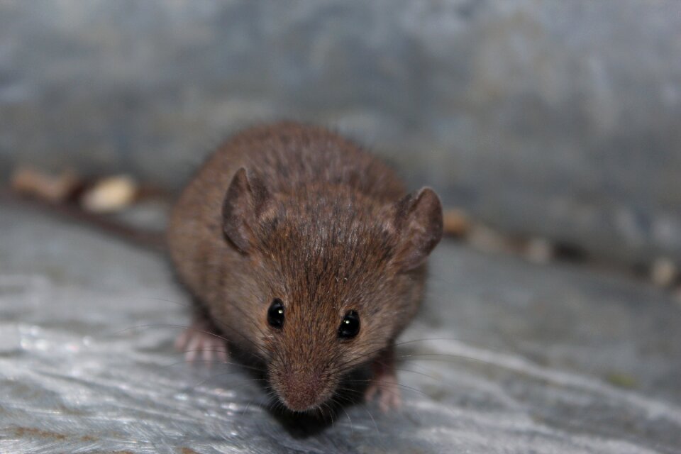 Mammal rodent animal