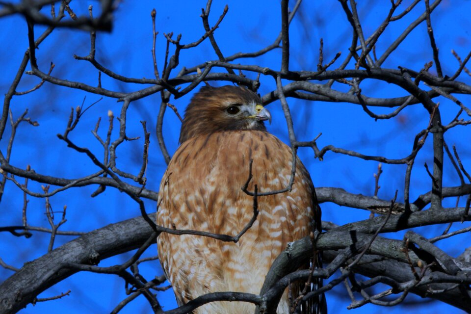 Outdoors bird