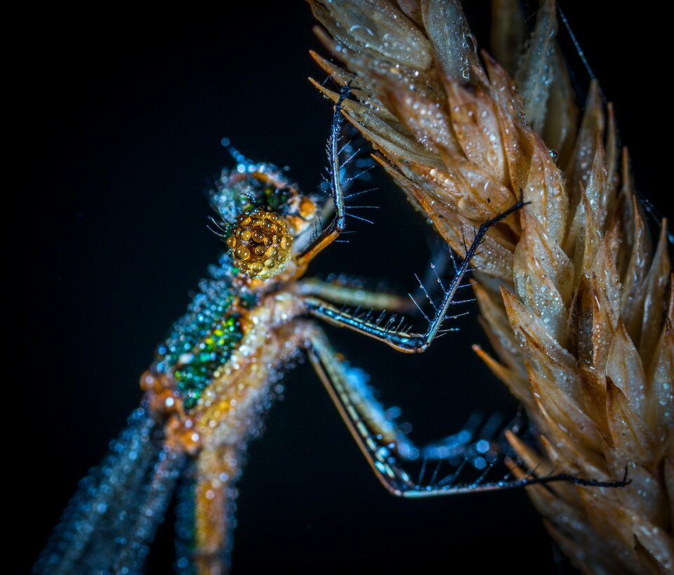 Animals living nature dragonfly