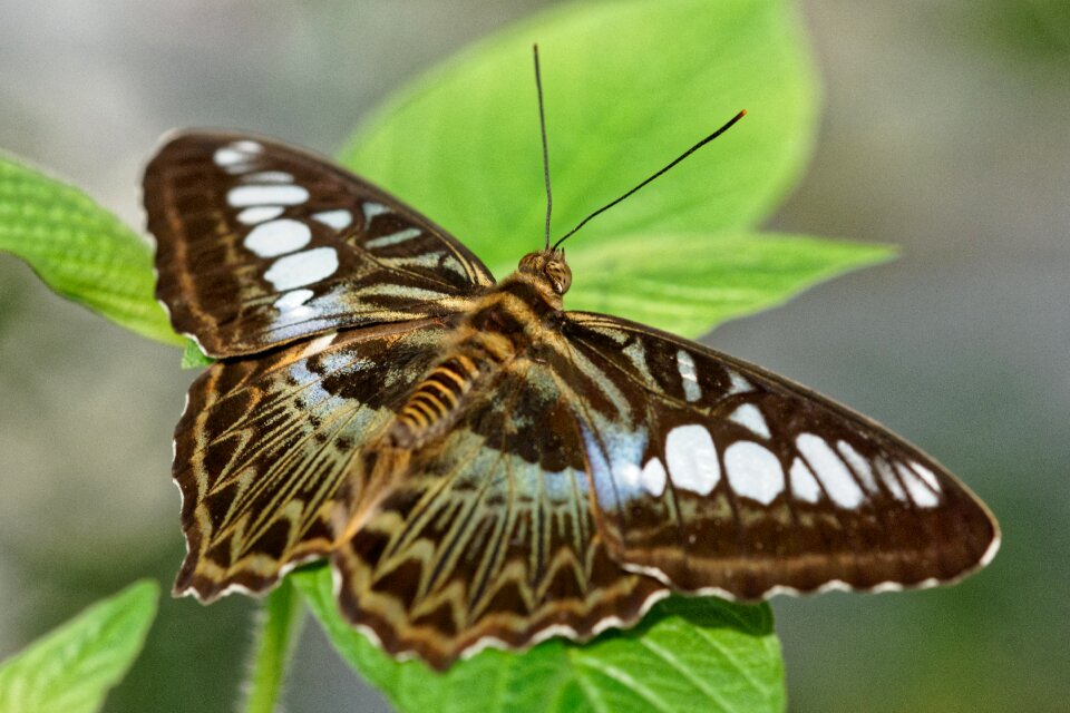 Nature wing animal world