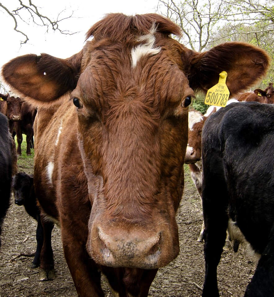 Livestock bull pasture
