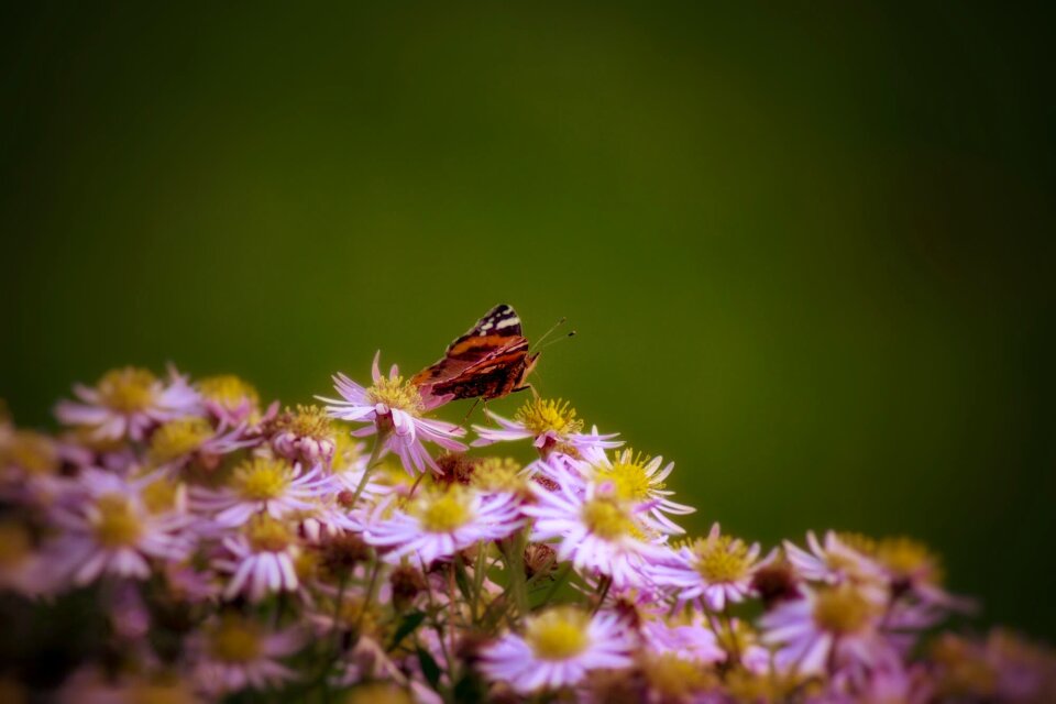 Summer garden butterfly