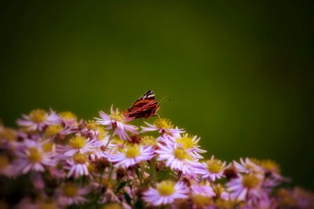 Summer garden butterfly photo
