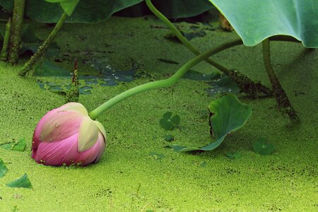 Garden nature lotus