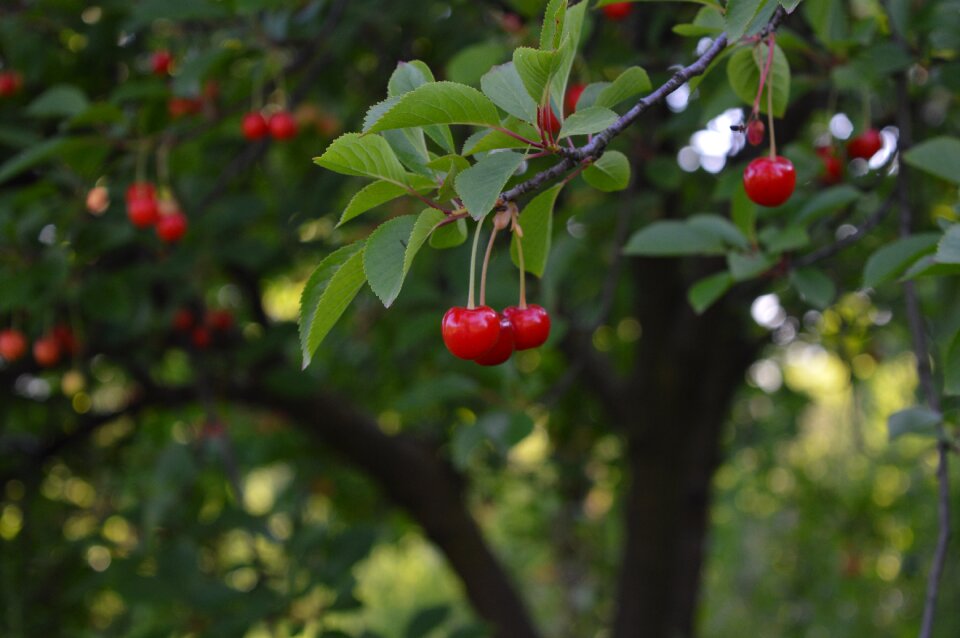 Tree leaf food