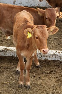 Livestock animal cattle
