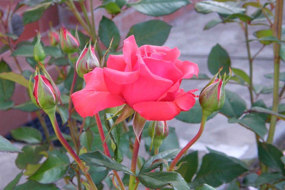 Blossom bloom romance