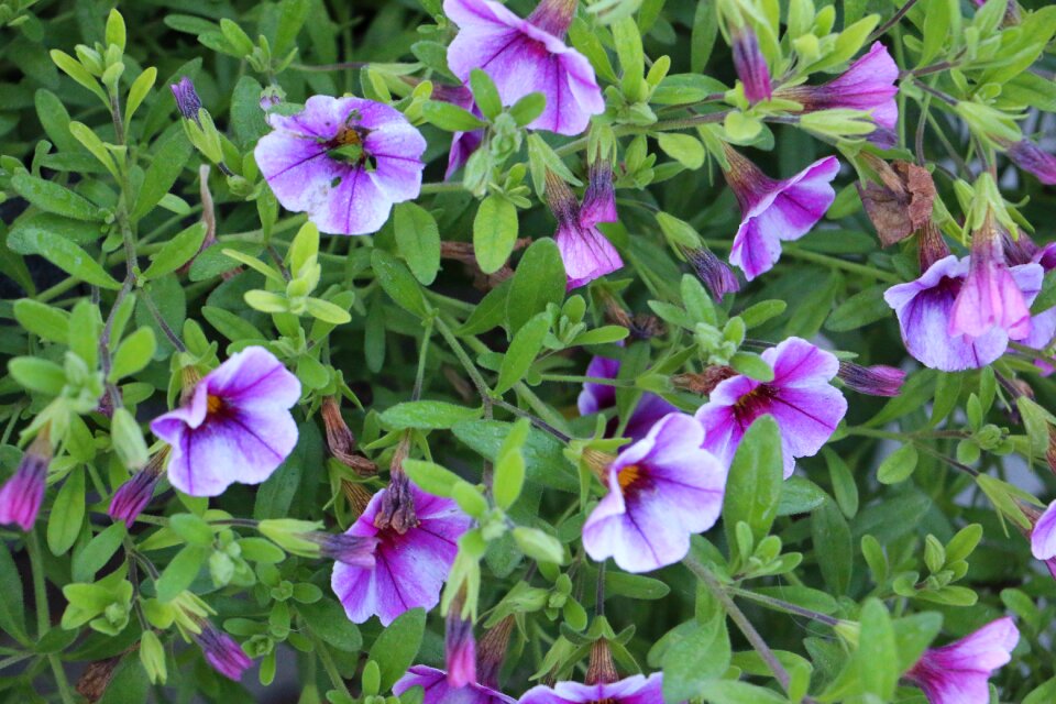 Garden leaf floral