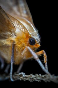 Insect macro rosa