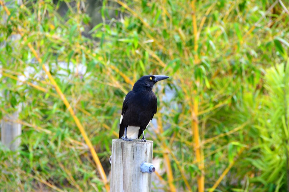 Grass outdoors blackbird