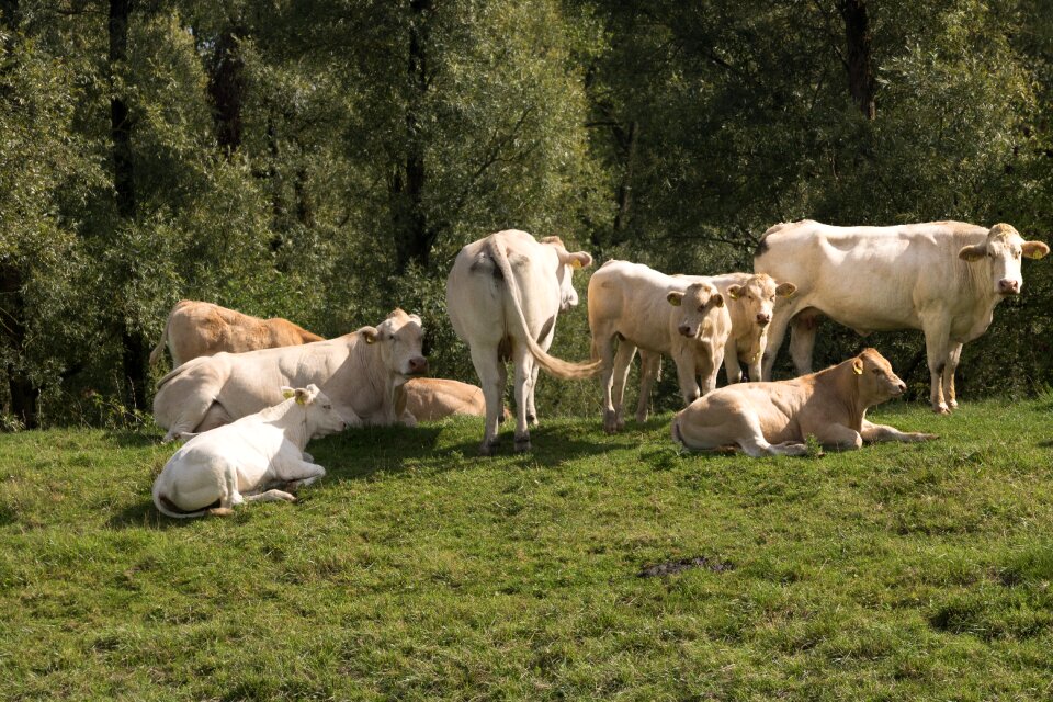 Cattle beef biesbosch