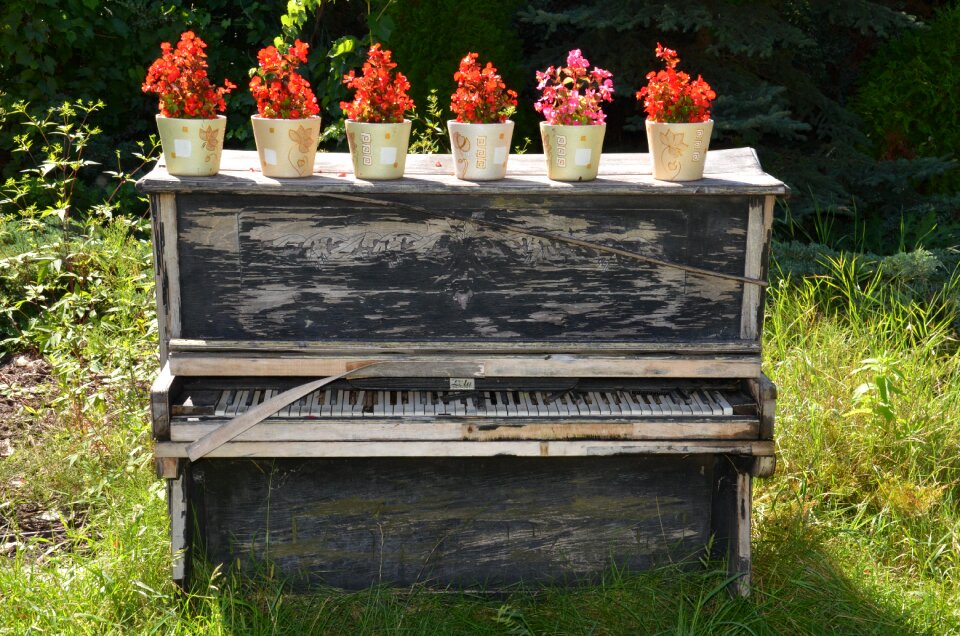 Flower grass old piano