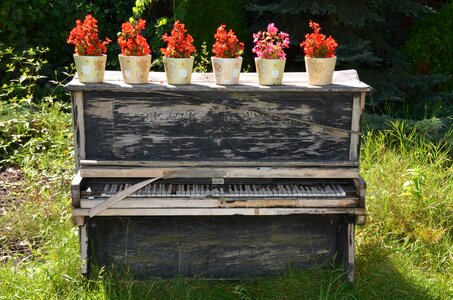 Flower grass old piano photo