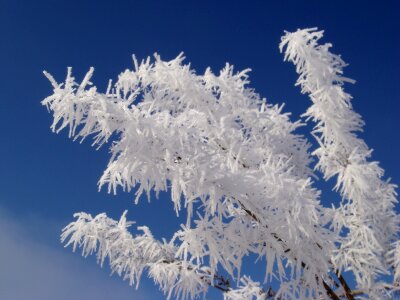 Season frozen frosty weather photo