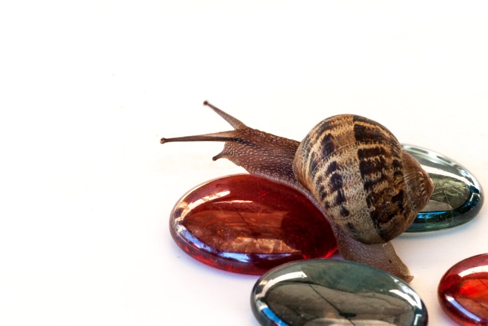 Clam food exoskeleton