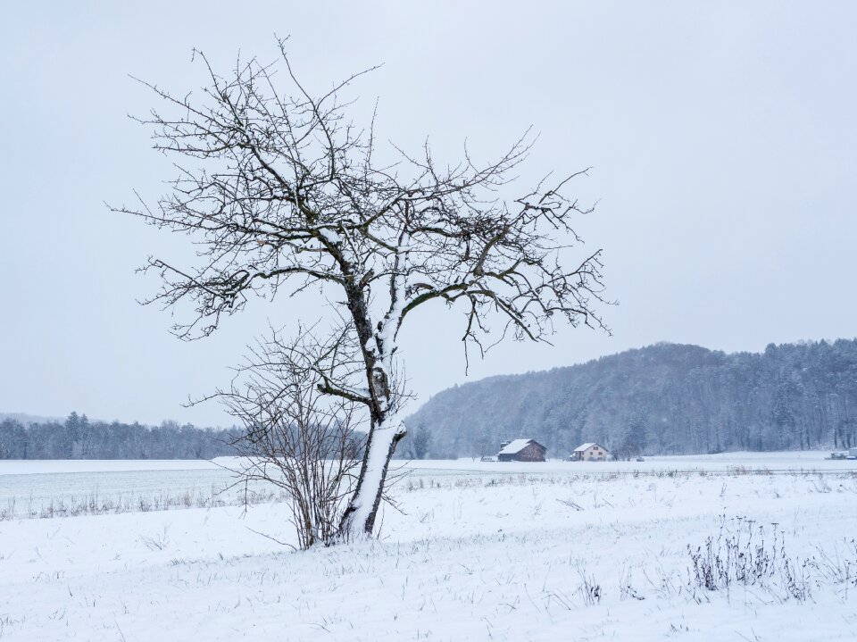 Tree winter magic new zealand