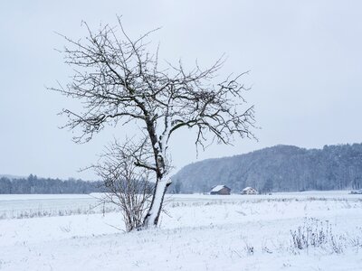 Tree winter magic new zealand photo