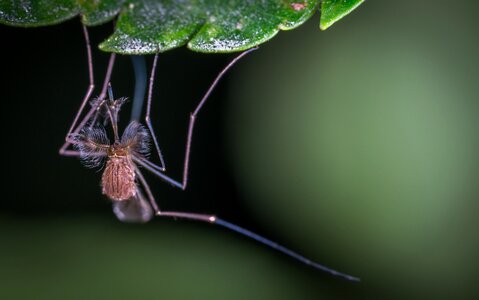 No one the mosquito macro photo