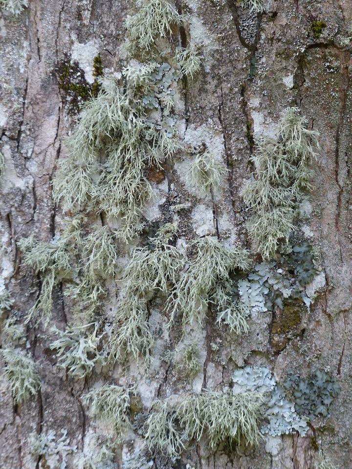 Tree bark shrub lichen species