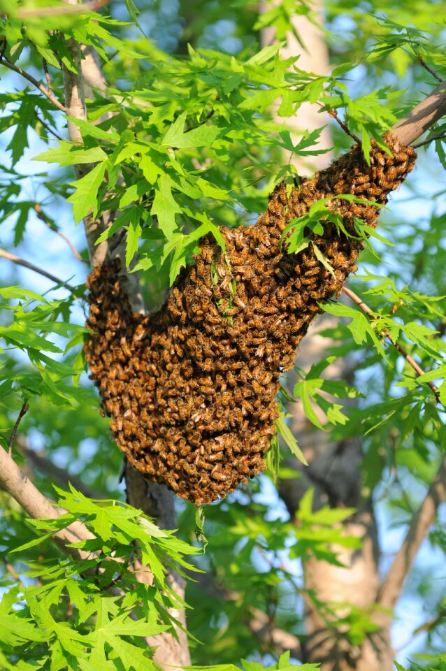 Food nature bees
