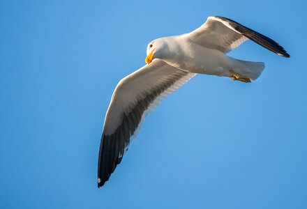 Cape gull seabird seagull photo