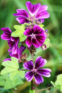 Flowers purple purple flowers
