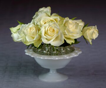 Floral romantic rose photo