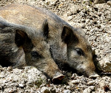 Nature animal mud photo