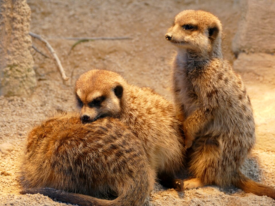 Mammal cute zoo