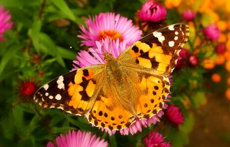 Flower garden the painted lady