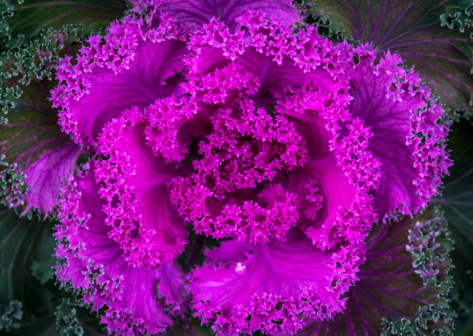 Nature plant cabbage