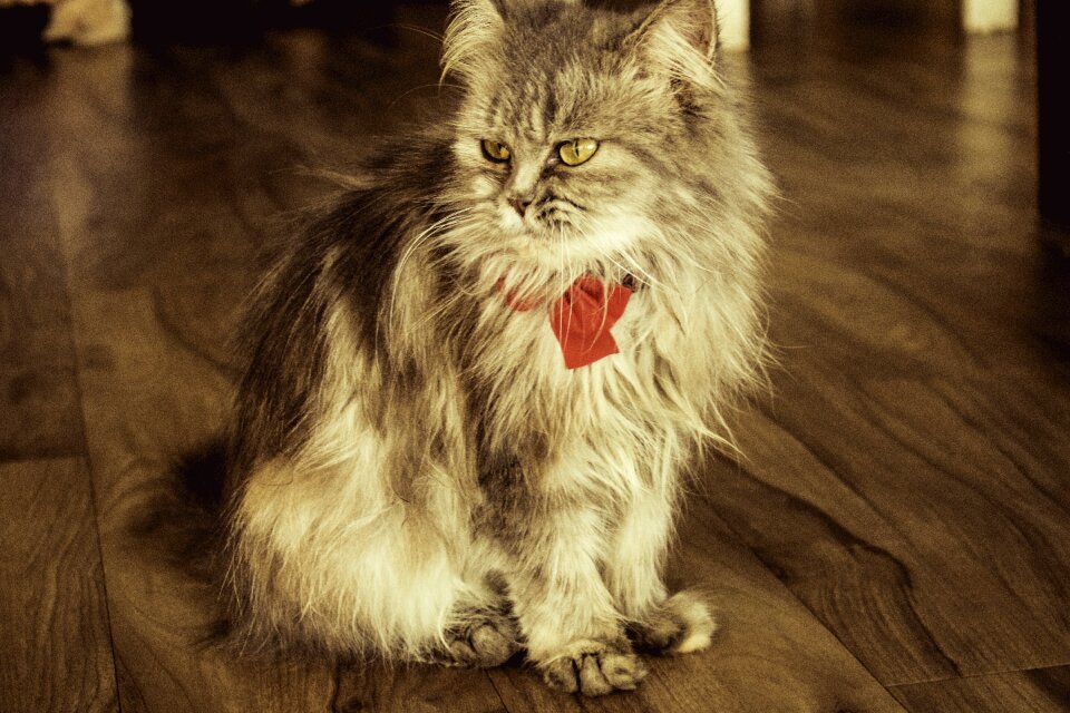 Cat animal pet