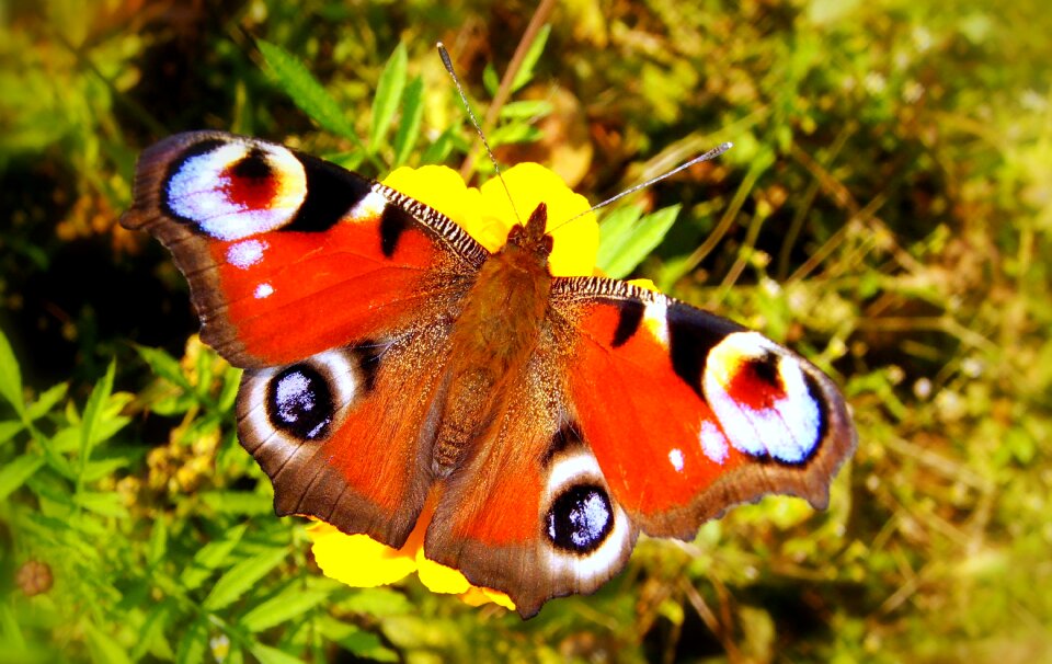 Butterfly day garden flowers
