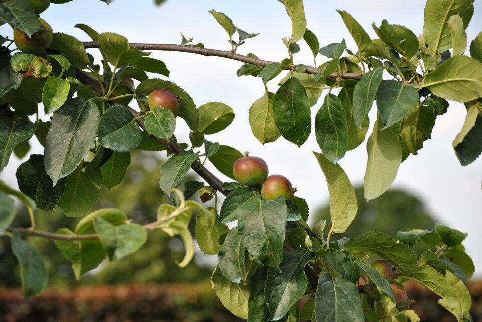 Tree food plant