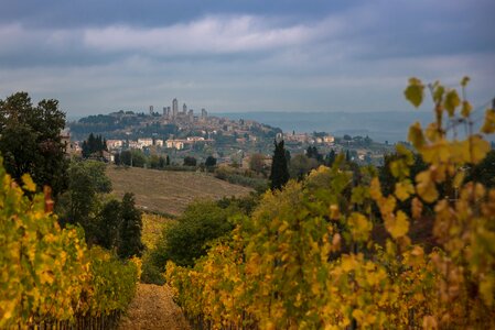 Vineyard landscape travel