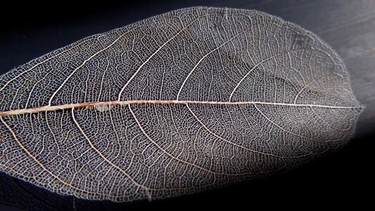 Nature fabric