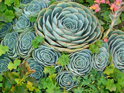 Nature flower botanical