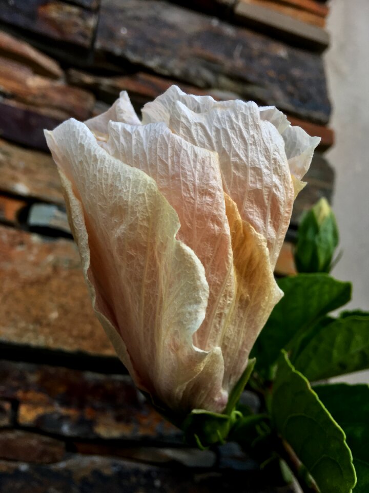 Petals spring flowers
