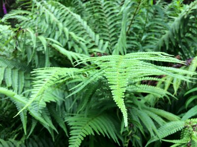 Nature frond photo