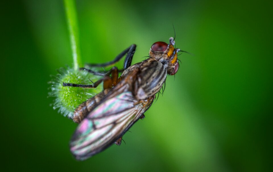 Wing animals macro