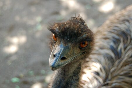 Animal kingdom bird ostrich photo